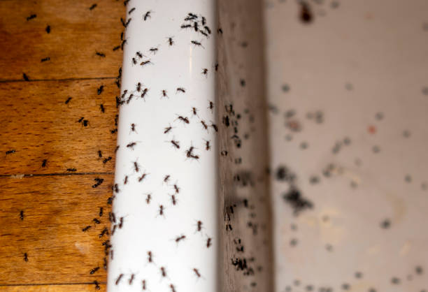Best Pest Prevention Services  in Kuna, ID