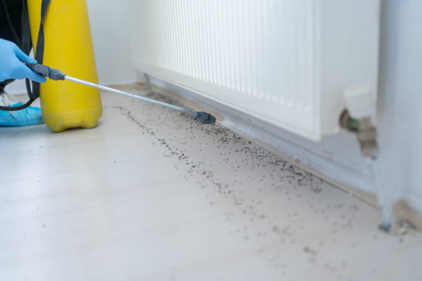 Trusted Kuna, ID Pest Control Experts